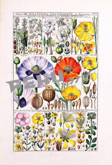 vintage-poster-wildblumen-botanisch