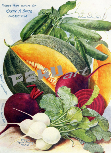 vintage-saat-garten-katalog