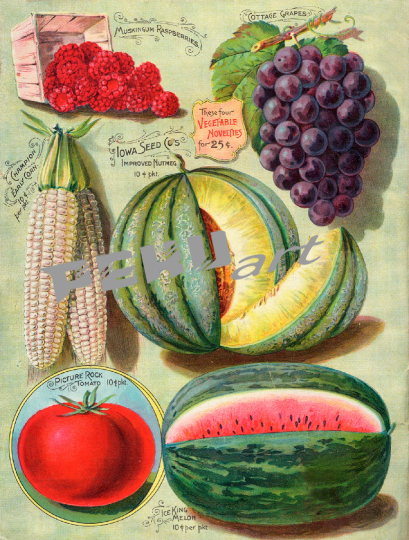 vintage-saatgut-garten-katalog