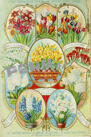 vintage-werbung-blumen-saatgut