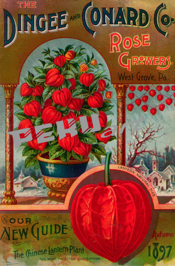 vintage-werbung-blumen-saatgut