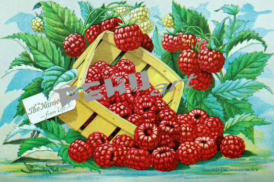 vintage-werbung-himbeeren-obstkorb