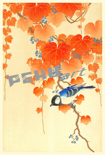 vogel-vintage-illustration