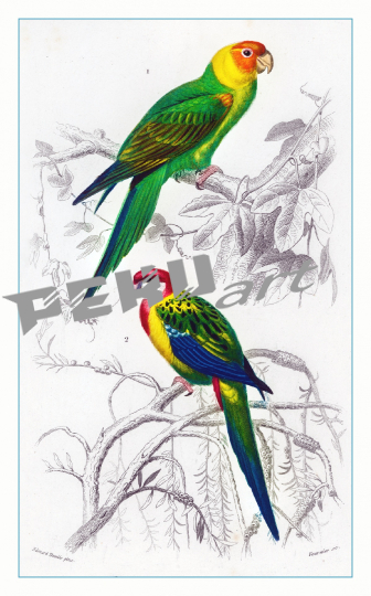 vogel-vintage-kunst-illustration