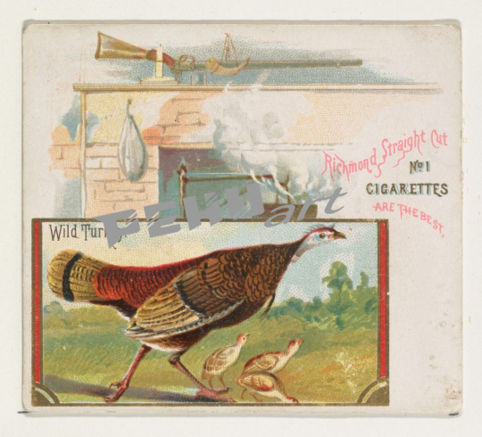 wild-turkey-from-the-game-birds-series-n40-for-allen-andamp-