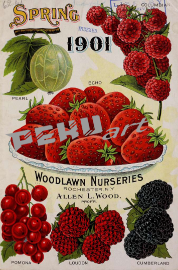 woodlawn-nurseries-spring-1901-catalog-front-cover-ccf33b-10