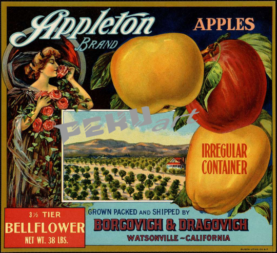 appleton-brand-apples-irregular-container-grown-packed-and-s