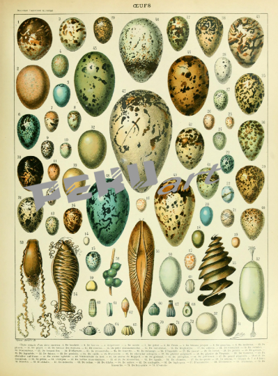 bird-eggs-vintage-art