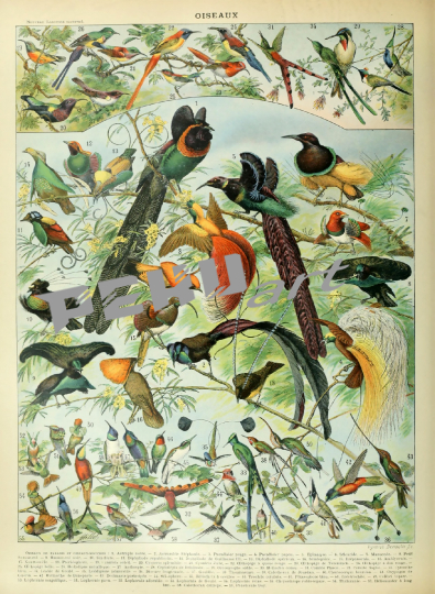 birds-vintage-art-print