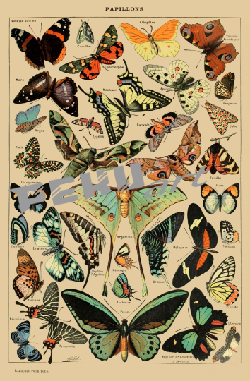 butterflies-vintage-art-print