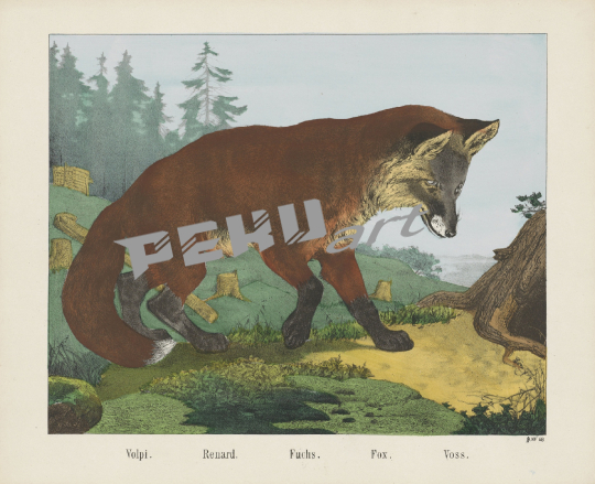 fox-vintage-art-poster