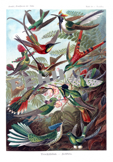 hummingbirds-vintage-art-print