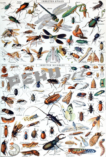 insekten-alt-vintage-kunst