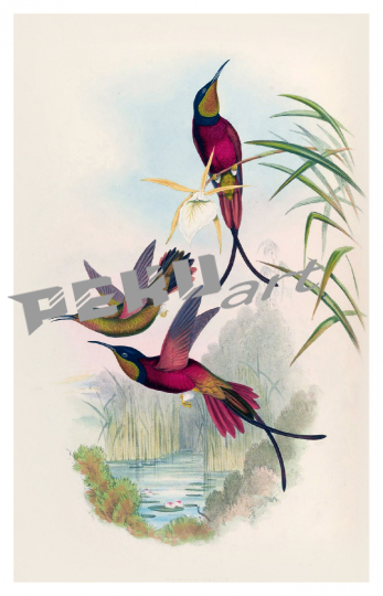 kolibri-vogel-vintage-alt