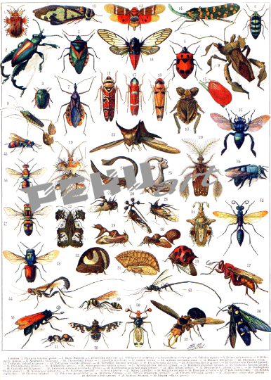millot-insekten-vintage-kunst