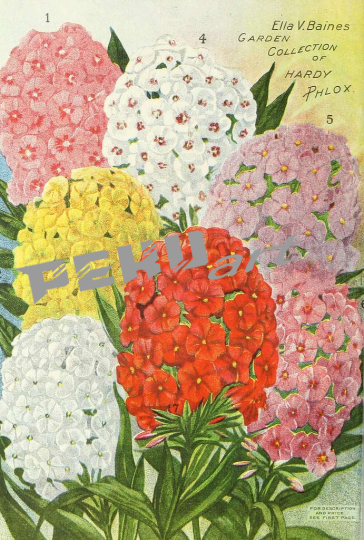 miss-ella-v-baines-the-woman-florist-springfield-ohio-161464