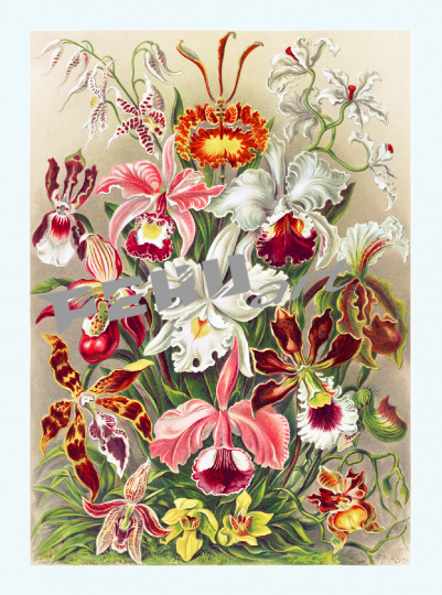 orchideen-blumen-vintage-kunst