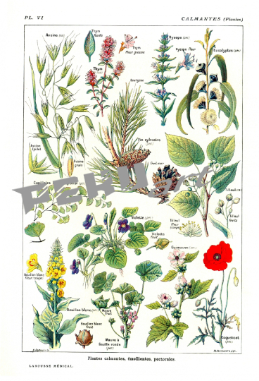 pflanzen-blumen-botanisches-plakat
