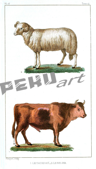 ram and bull antique animal print