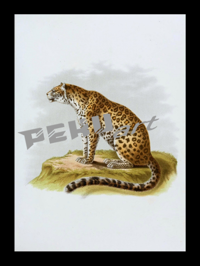 raubkatze-leopard-katze-jaguar