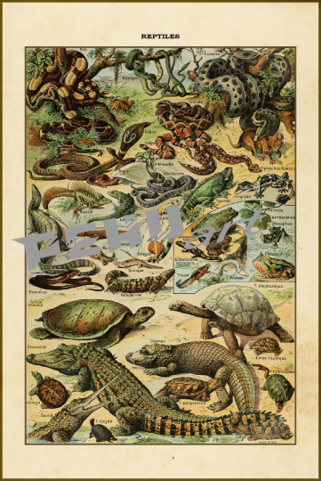 reptiles-vintage-art-poster