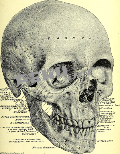 schadel-mensch-anatomie-vintage
