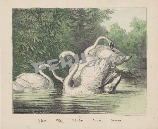 swan-vintage-art-poster