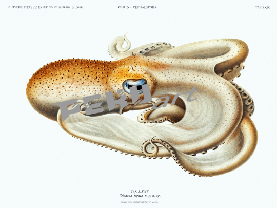 tintenfisch-oktopus-vintage-kunst