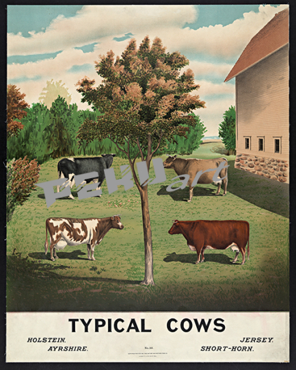 typical cows 