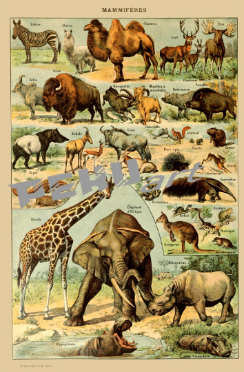 vintage-animals-art-print
