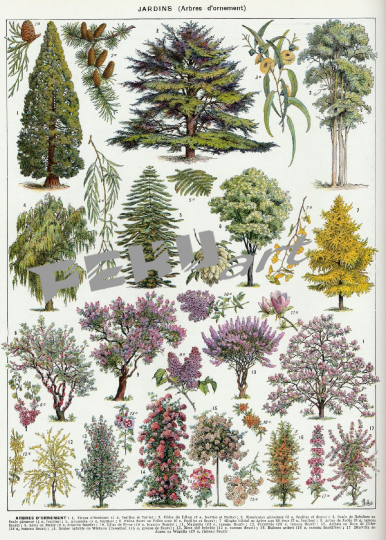vintage-poster-baume-botanisch