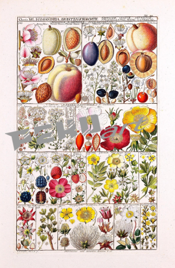 vintage-poster-wildblumen-botanisch