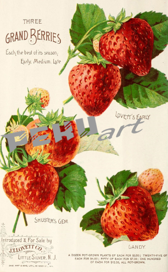 vintage-werbung-erdbeeren-obst
