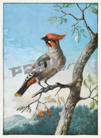 vogel-vintage-kunst-illustration